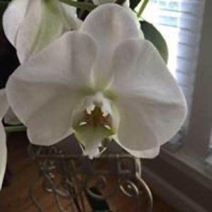 Meet your Posher, Royanne